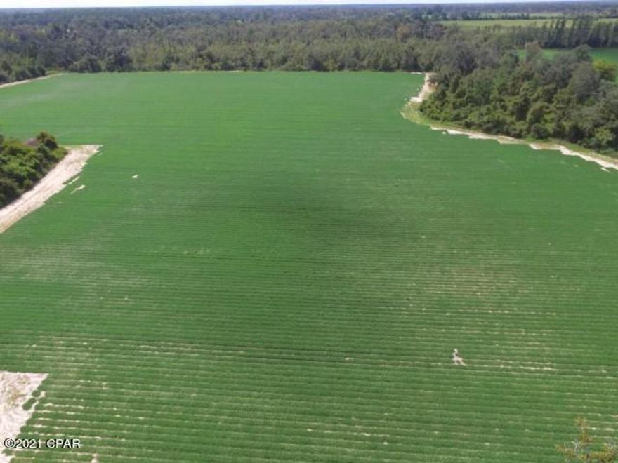 Nice, private country land that has several acres that are planted and to be harvested no later than Oct. 31 2021 and no leases on land.  There is plenty of room to do a dove field or have tree stands and use for farming.