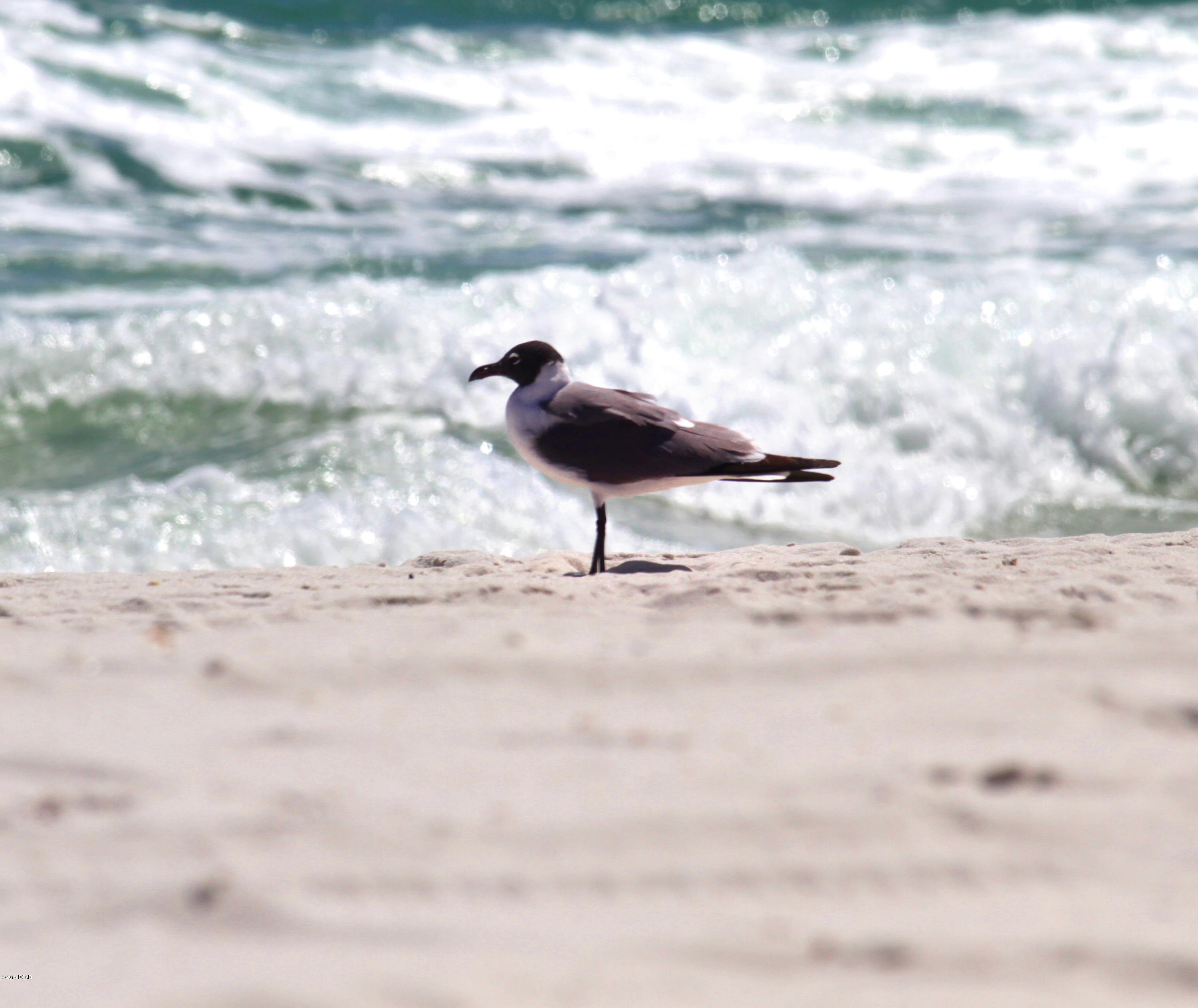 Majestic Beach Tower II - Residential