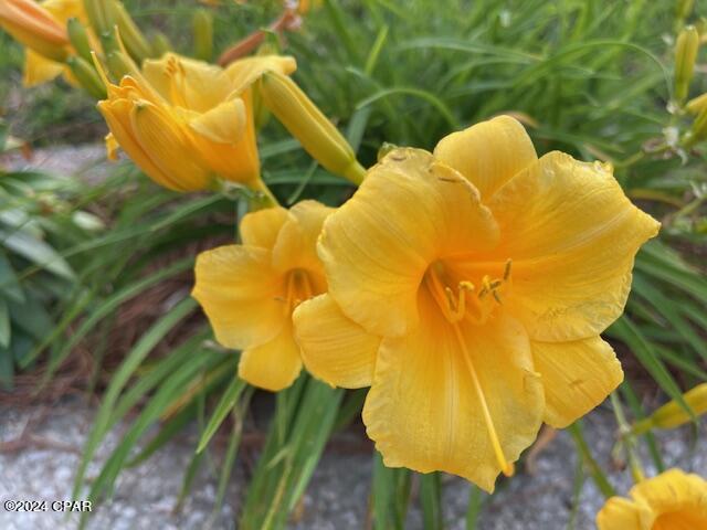 Highway 22 West Estates - Residential