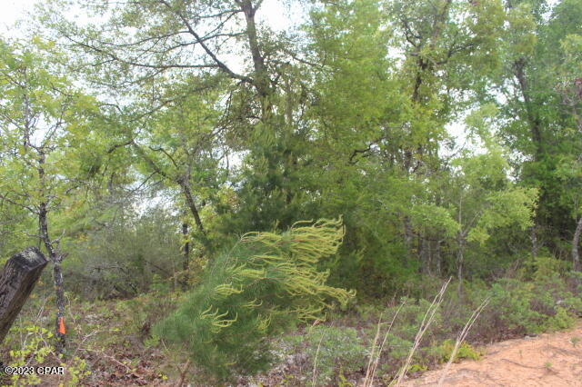 Buckhorn Creek - Land