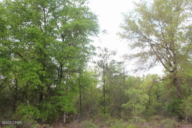 Buckhorn Creek - Land