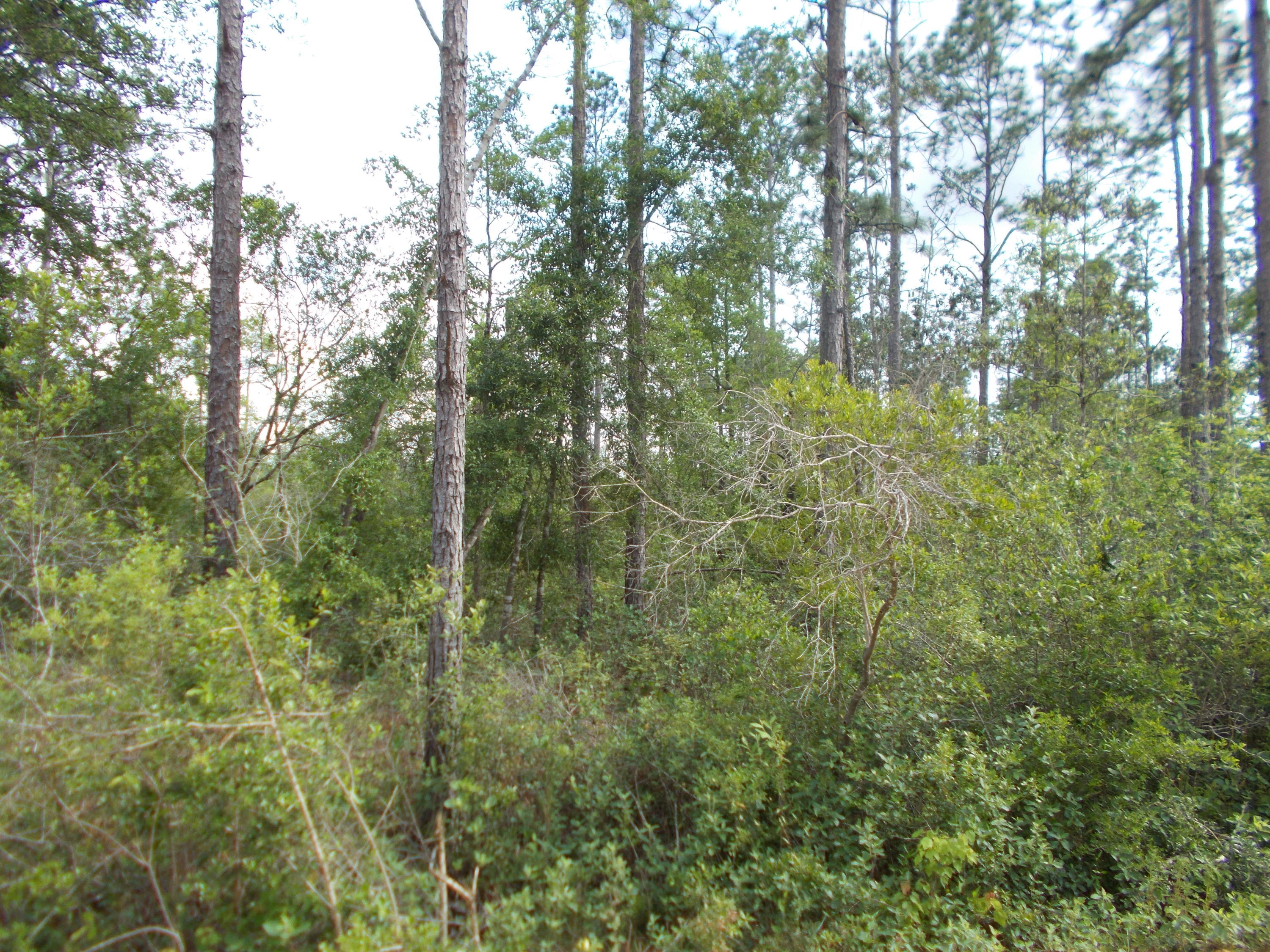 Compass Lake Hills Unit 4 - Land