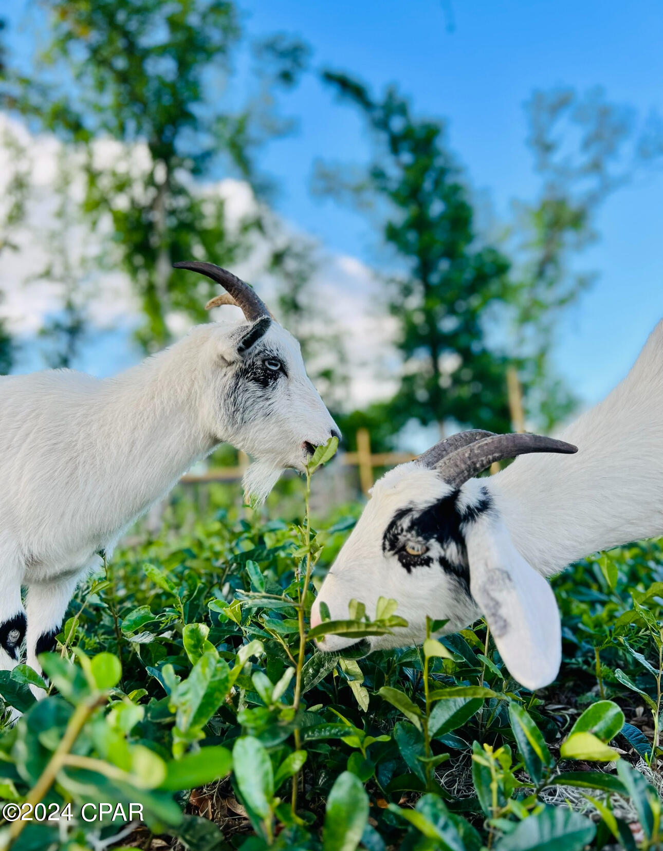 Deerpoint Lake Heights - Residential
