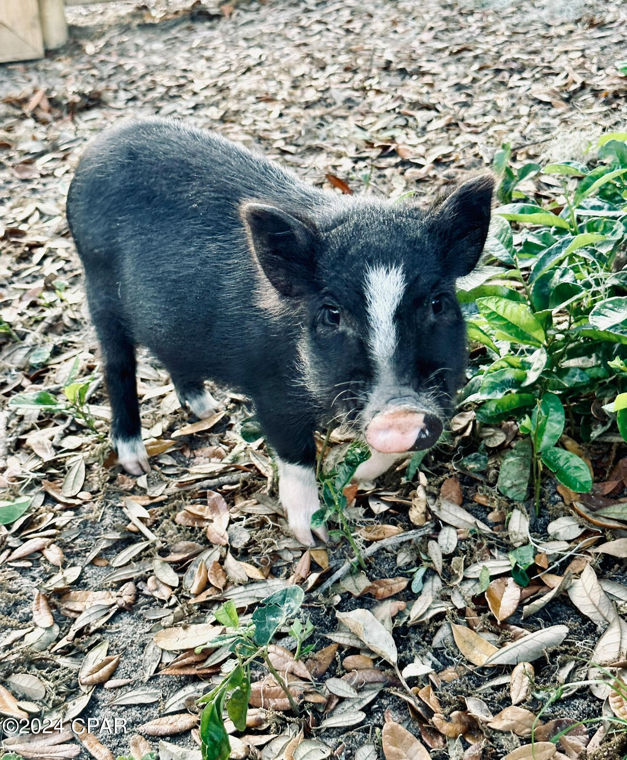 Deerpoint Lake Heights - Residential