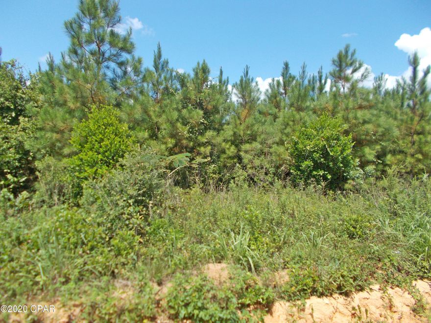 Very nice land with 8 year old planted pines of it.