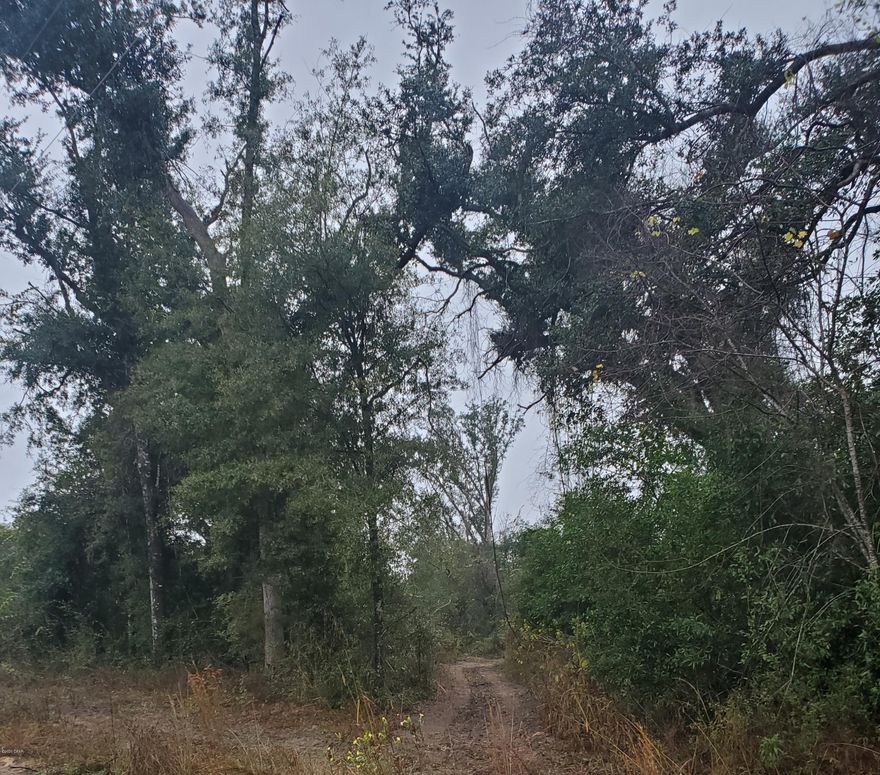 19.66 wooded acres in the country that's ready for your new home, farm animals, or to be cleared for your crops.