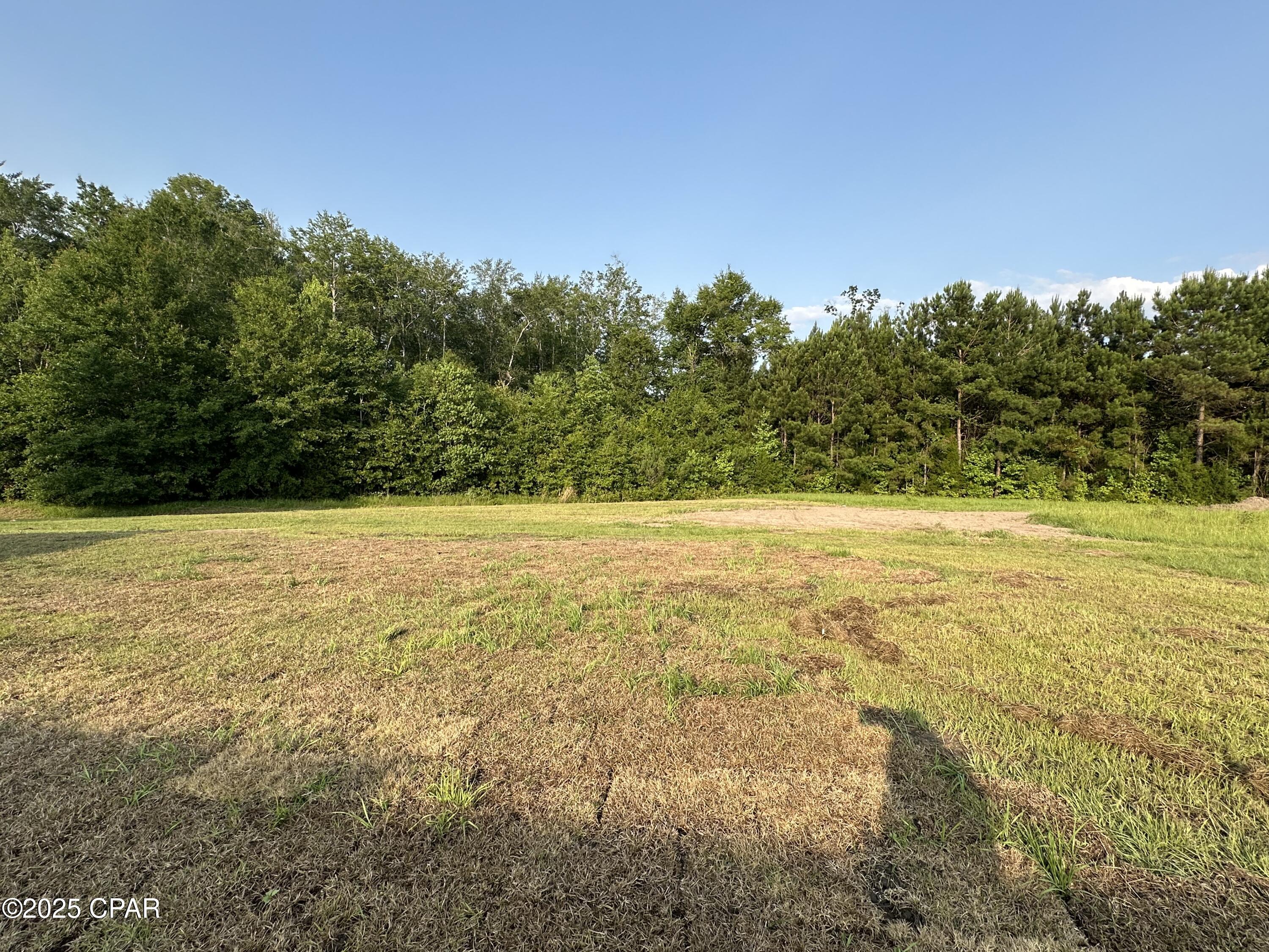 Cypress Tree - Residential