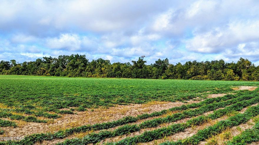 Beautiful cleared and productive farmland lined with mature live oaks in a quiet area out in the country. This property is high and dry currently being farmed for row crops. Nice Land ready for your mini farm or new home. No Deed restrictions. Property is subject to a  non exclusive ingress and regress easement retained by the seller in order for him to access his other adjoining property and has power run along the side of the property, a big plus when building a new home, barn or adding a mobile home. Current farmer has the right to harvest his crops soon, this fall. Buyer to pay title insurance, Seller will pay 1/2 title company fee, doc stamps and commisions.