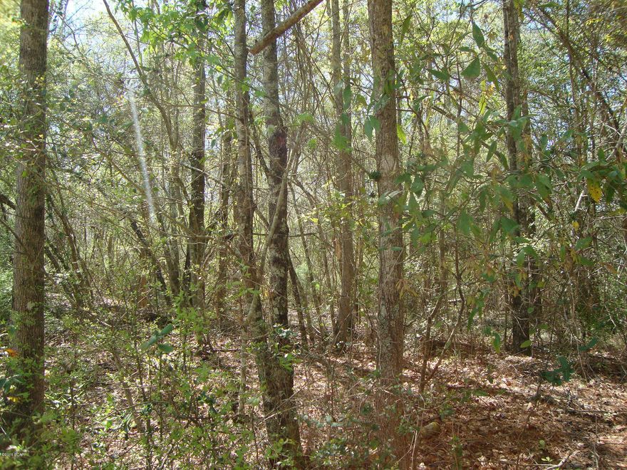 8+ Acres wooded land. Near the Alabama State line. In the Northern most part of Holmes County, Florida. Wooded with hardwoods and pines. Some low lying. Frontage on county maintained dirt road.