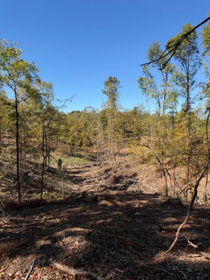 COUNTY ROAD 202, BLUE SPRINGS, MS 38828 - Image d0548123c14e6f65f93a3c3e8e7faabf/2347014093