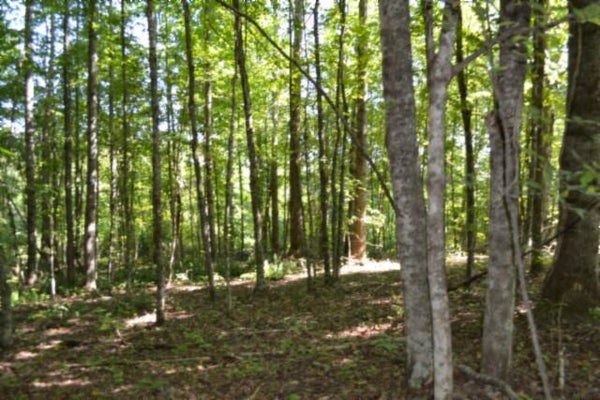 3 ROCK SPRINGS RD, CELINA, TN 38551 - Image bd380e9996a5bb07e83d3faba5f17fd1/855756363