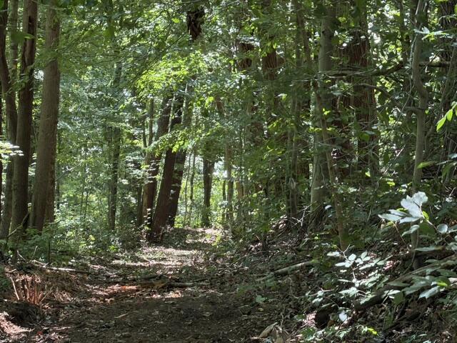 16.25 AC Jimmy Reneau Rd - Photo 3