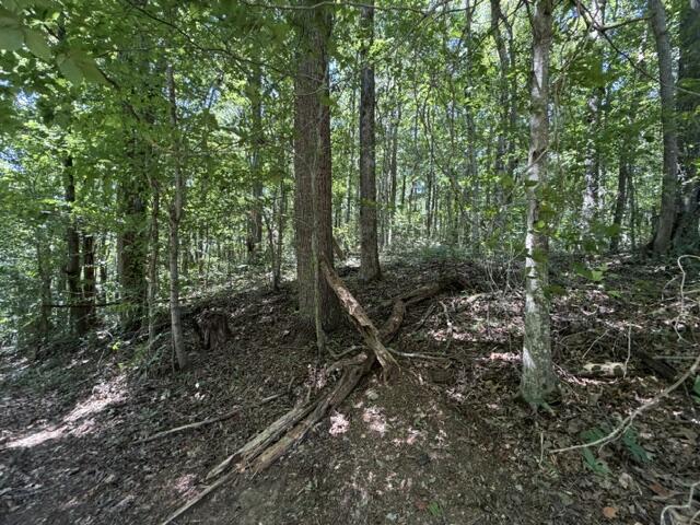 16.25 AC Jimmy Reneau Rd - Photo 4