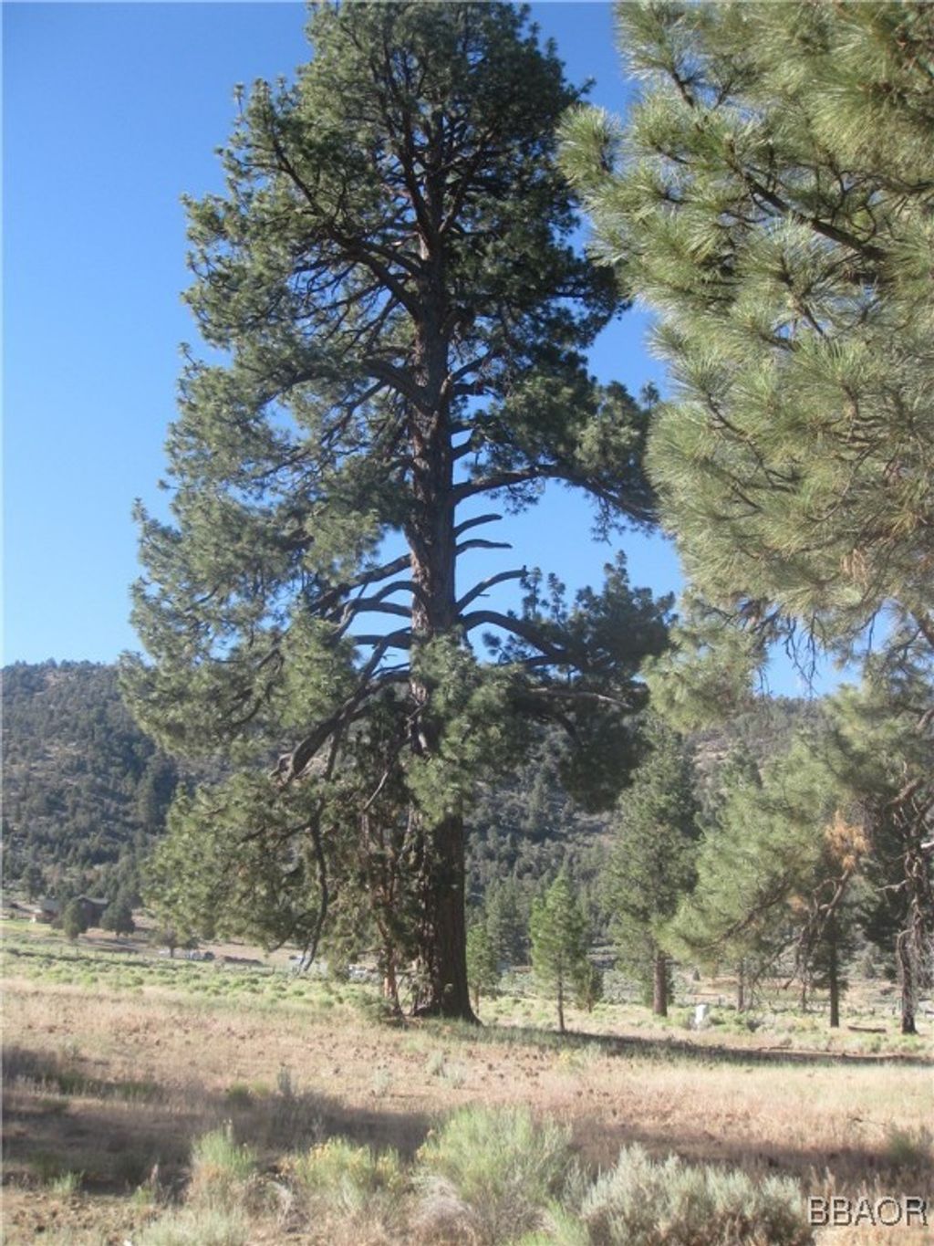 Photo of 2824 Erwin Ranch Road, Big Bear City, CA 92314 (MLS # 32501628)