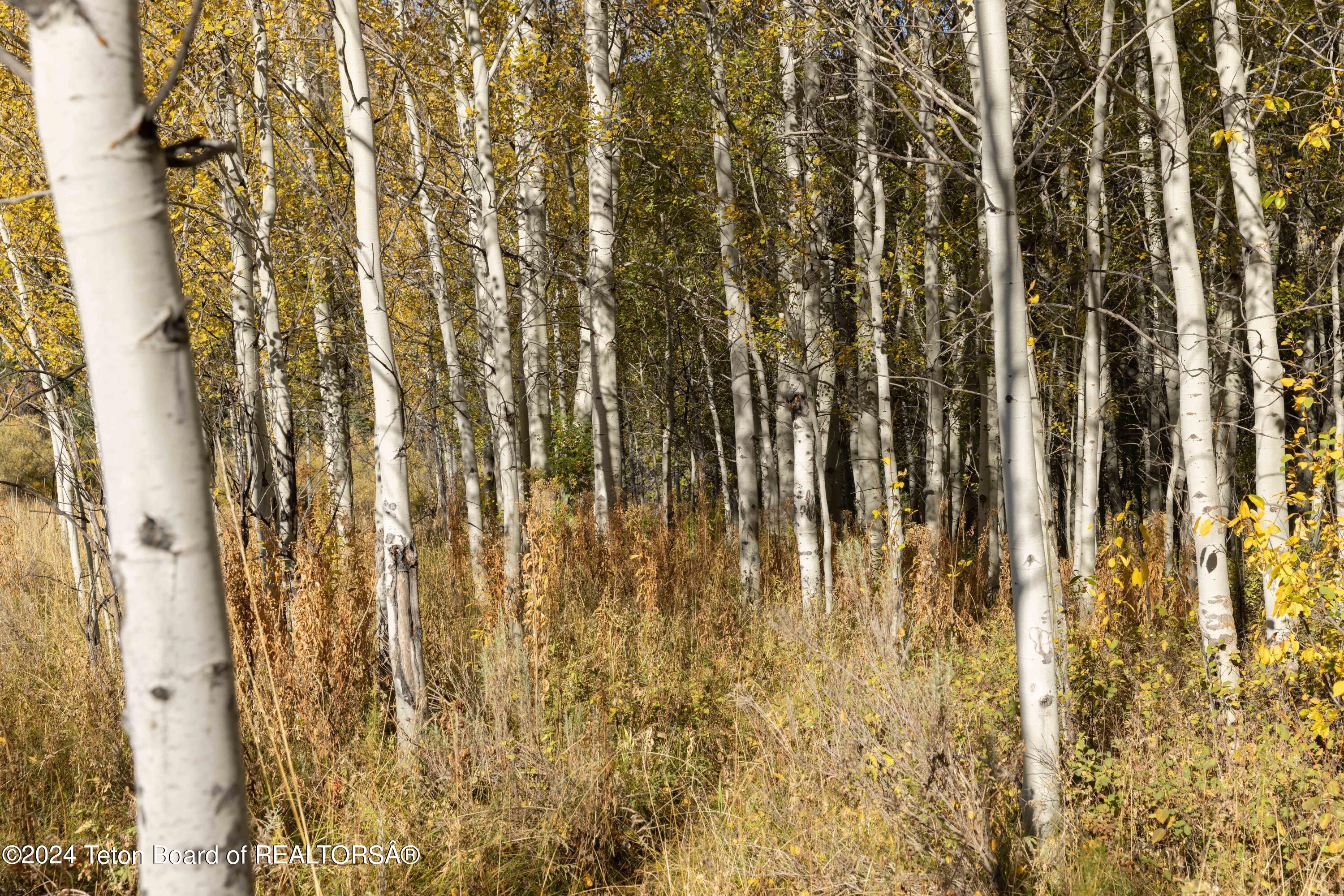 Wilson, Wyoming 83014, United States, ,Land,Active,40202