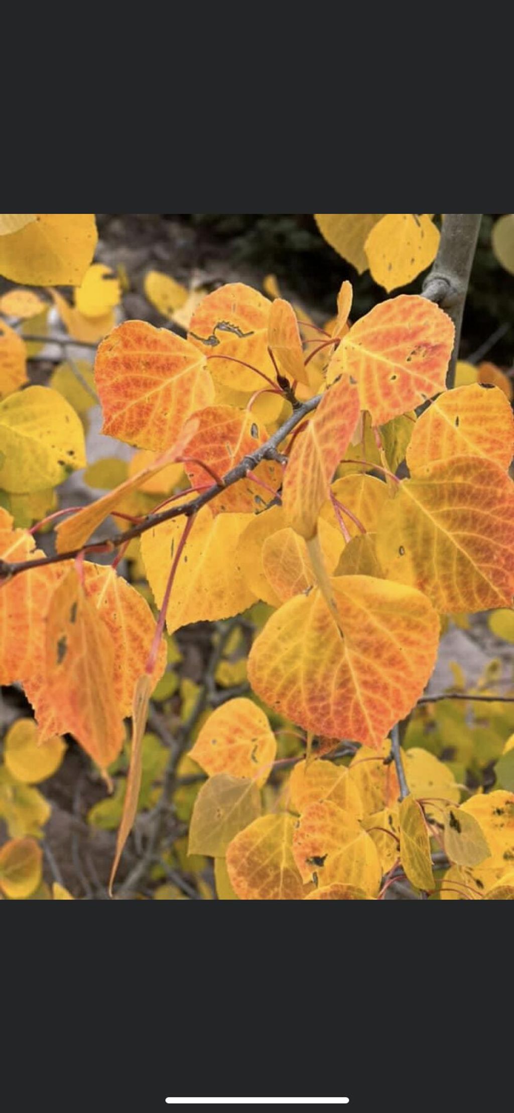 Photo of 4746 West Village Subdivision #Eagle Point Resort, Beaver, UT 84713 (MLS # 110382)