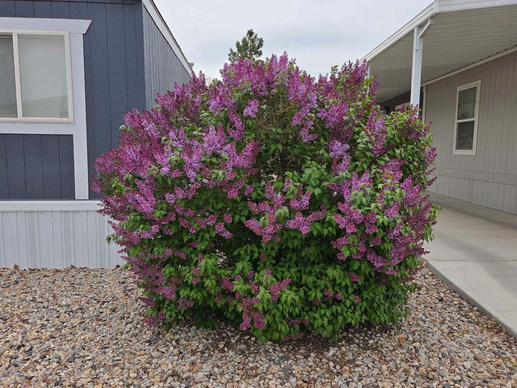 Photo of 827 W 1175 N #56, Cedar City, UT 84721 (MLS # 110859)