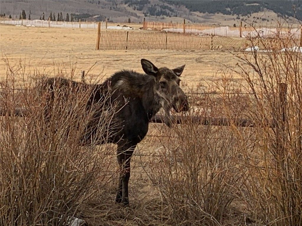 Photo of Michigan Hill Road, Jefferson, CO 80456 (MLS # S1065961)