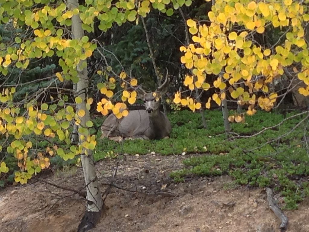 Photo of 837 Concord Drive, Jefferson, CO 80456 (MLS # S1066221)