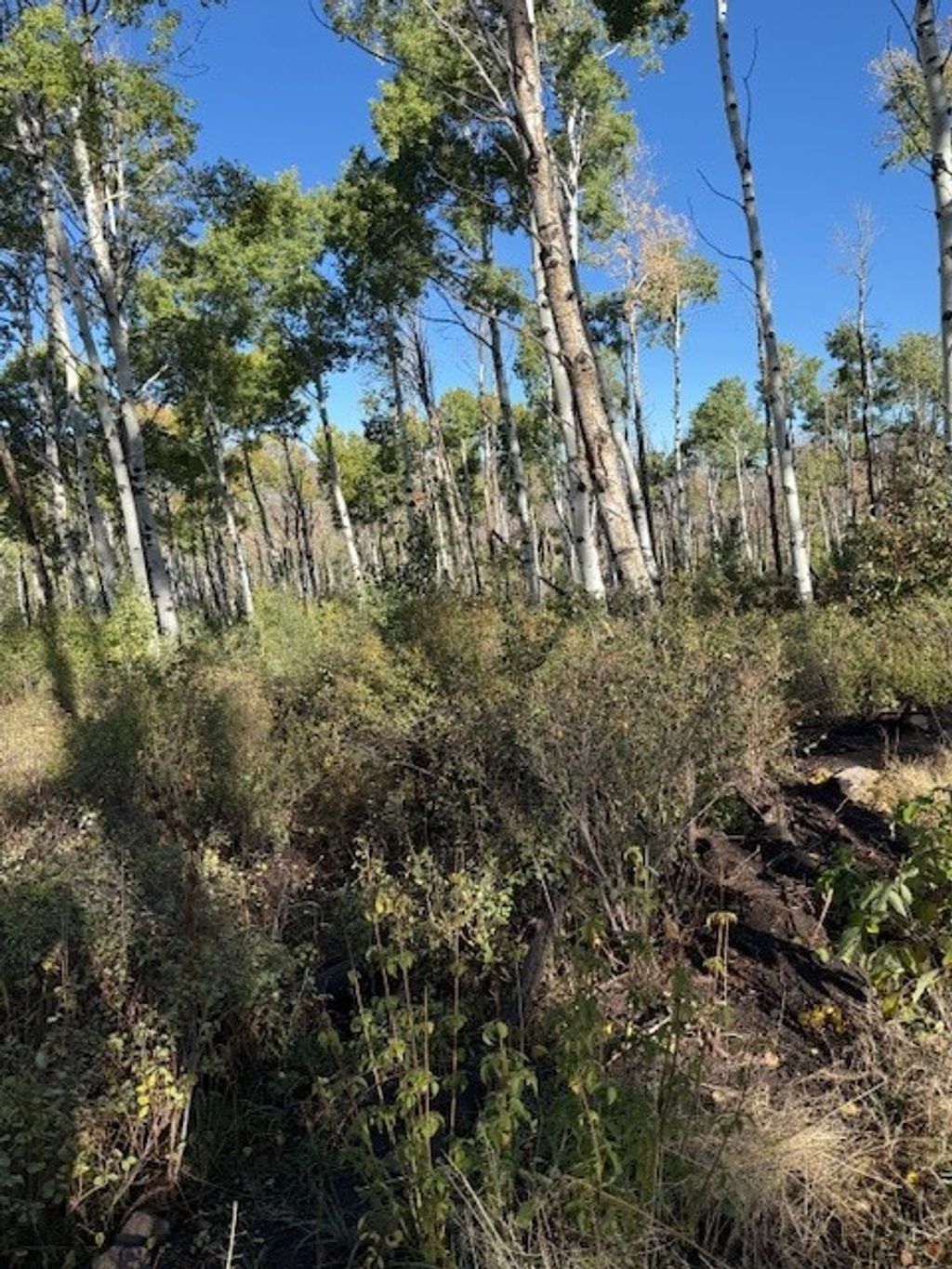 Photo of Routt County Road 24, Steamboat Springs, CO 80487 (MLS # S1062665)