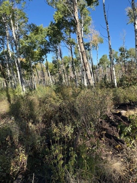Photo of Routt County Road 24, Steamboat Springs, CO 80487 (MLS # S1062665)