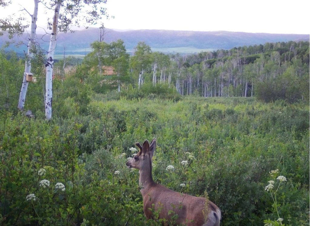 Photo of 55966 Hannahs Way, Clark, CO 80428 (MLS # S1065908)