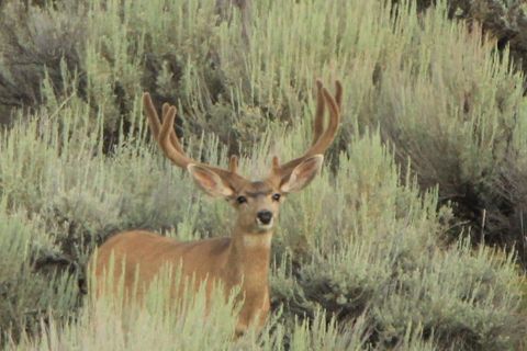 Photo of Highway 40, Craig, CO 81625 (MLS # S1068097)