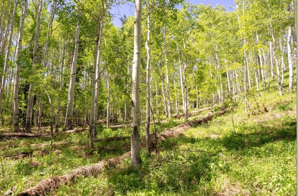 Photo of Silver Fox Trail, Oak Creek, CO 80467 (MLS # S1057408)