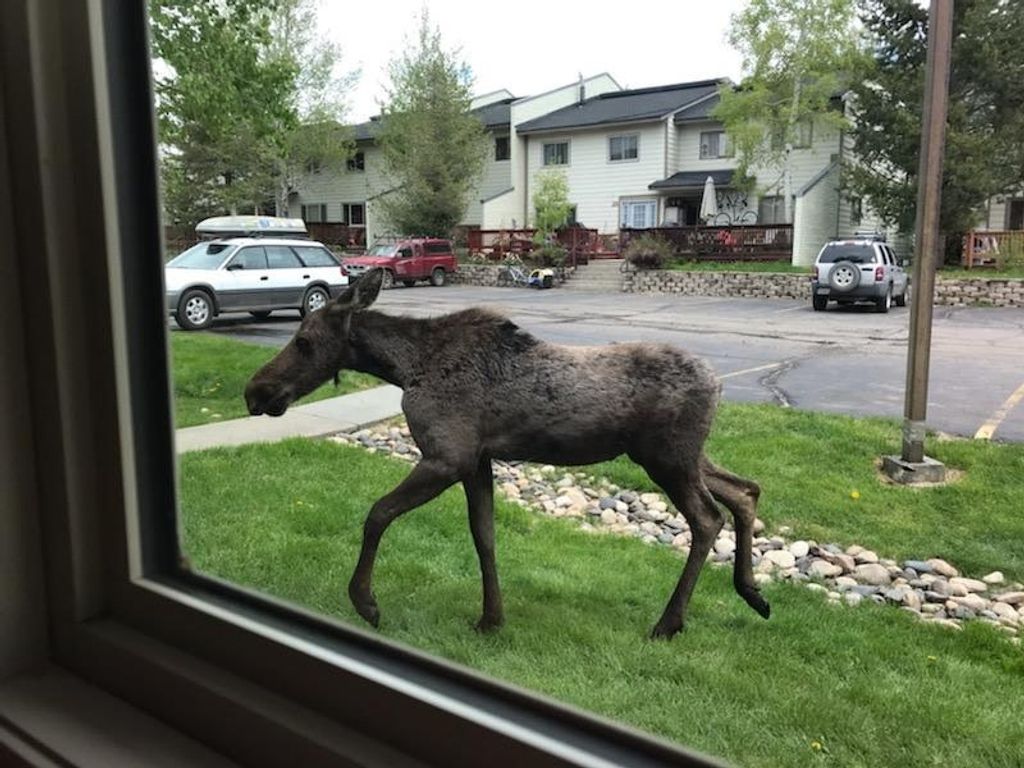 Photo of 34 Cypress Court #34, Steamboat Springs, CO 80487 (MLS # S1064059)