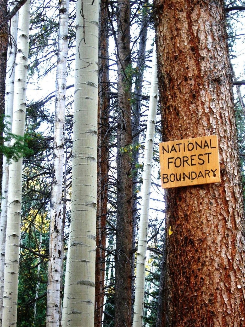 Photo of 21195 Cheyenne Trail, Oak Creek, CO 80467 (MLS # S1066010)