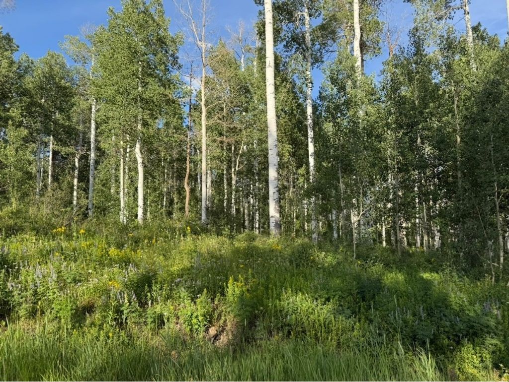 Photo of 26320 Beaver Canyon Drive, Clark, CO 80428 (MLS # S1061732)