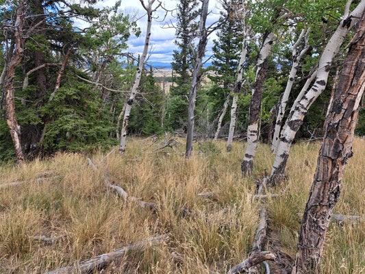 1844 HIGH CREEK RD, FAIRPLAY, CO 80440 - Image f223836c08b2874ff2fffeafc5b0dbfc/1938007952