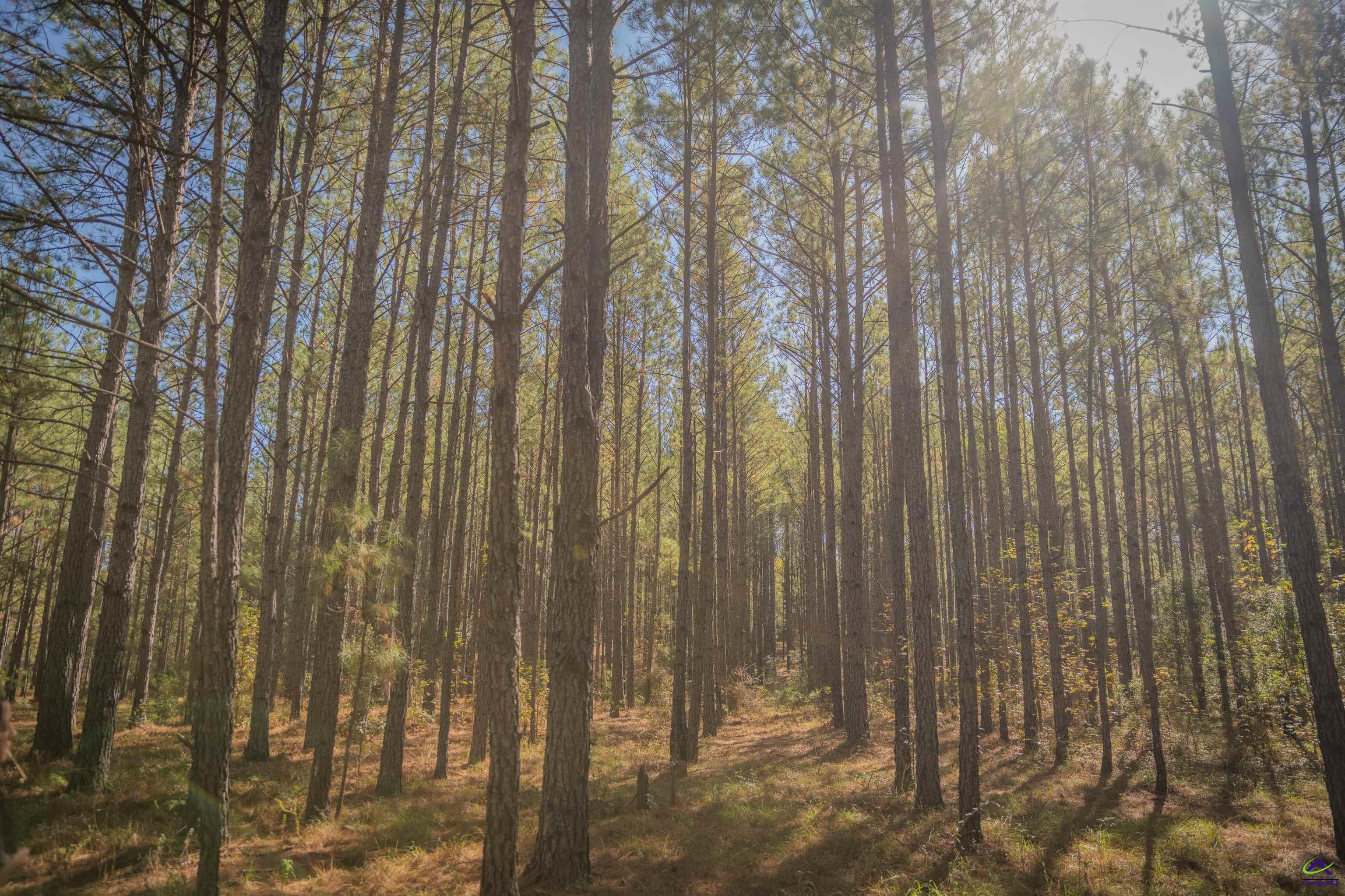 498 White Springs Church Road