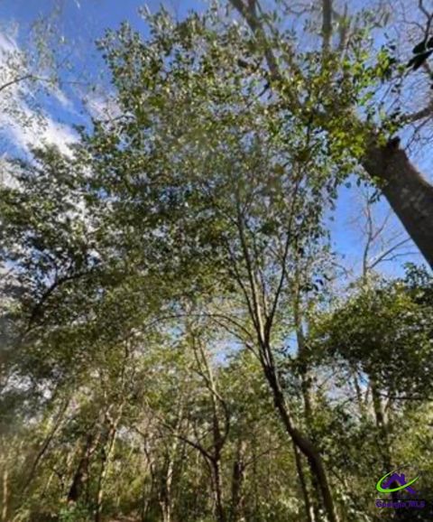 0000 South Street aka Market Street Marshallville GA 31057