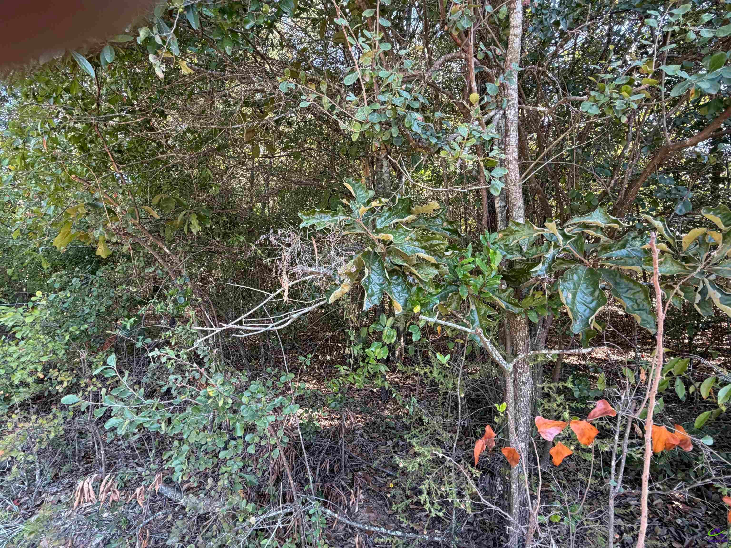 100 Dogwood Glen Drive