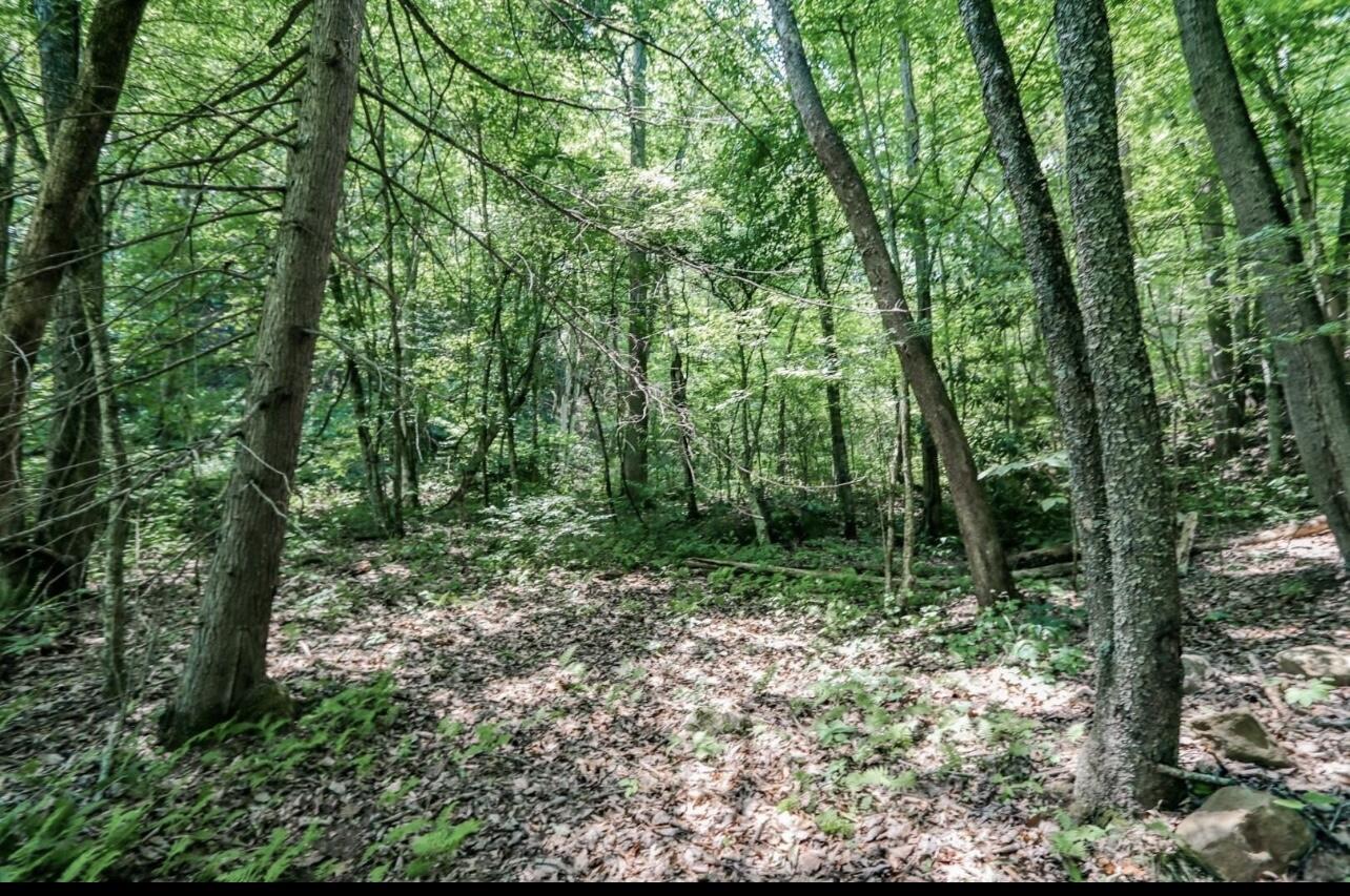 1120 Yellow Springs Road - Photo 2