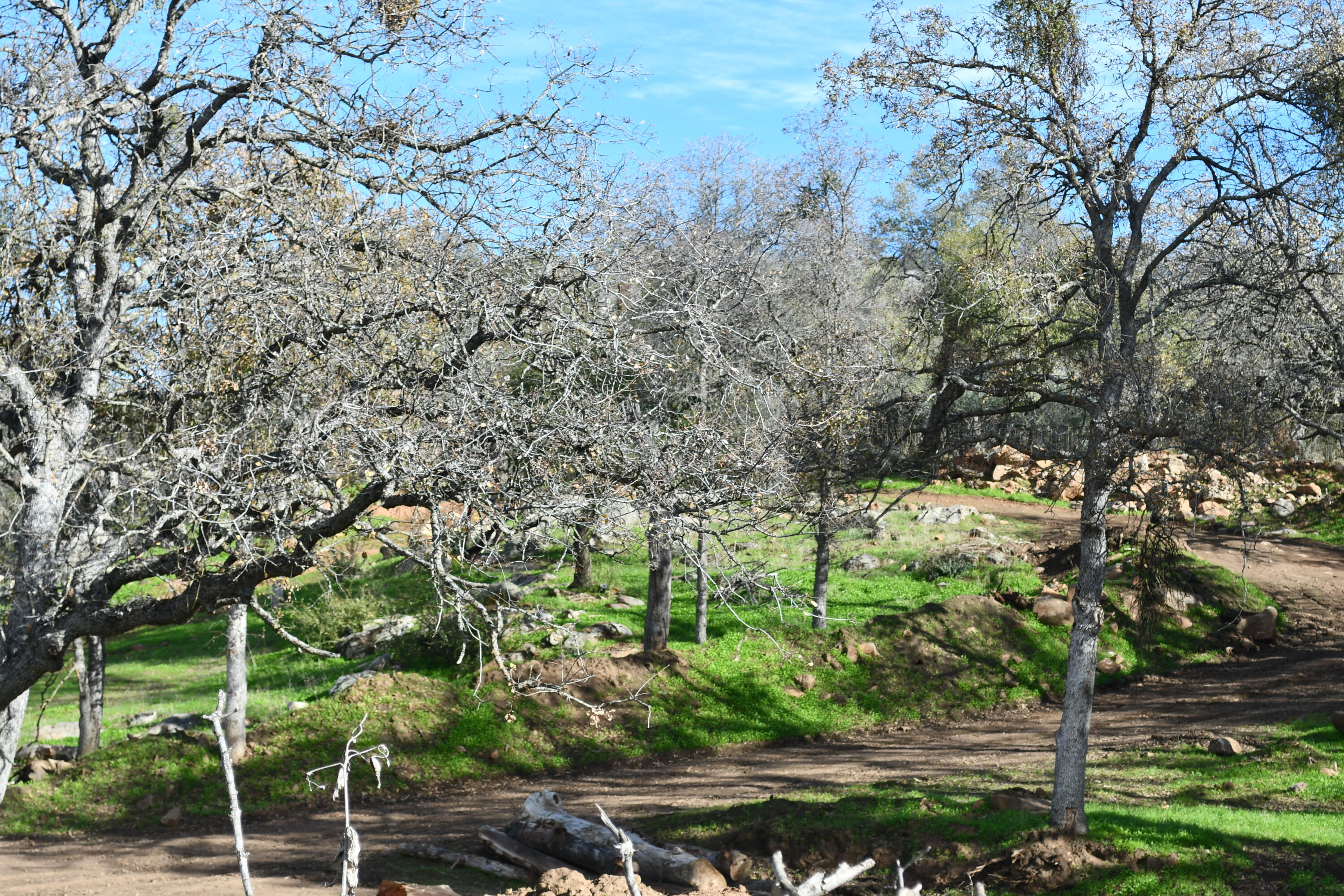 Squaw Valley, California 93675, United States, 3 Bedrooms Bedrooms, ,3 BathroomsBathrooms,Residential,Active,22724