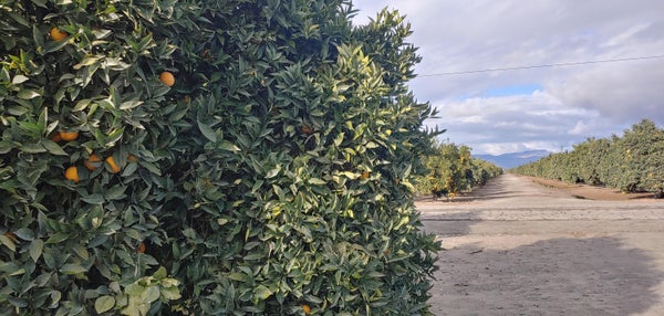 314TH AVE, EXETER, CA 93221 - Image c937e60a92c1aed2beada2976c6a55b2/1639614714