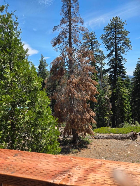 Photo of 64949 Generals Highway, Sequoia National Park, CA 93633 (MLS # 244440)