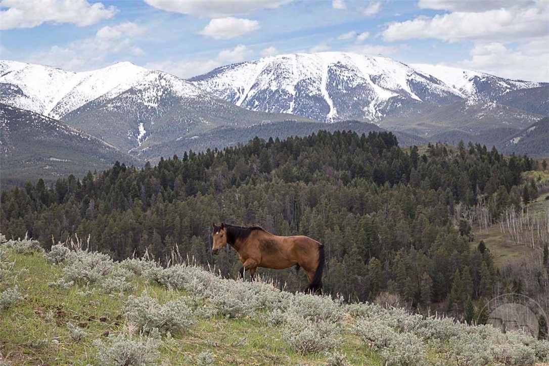 Red Lodge, Montana 59068, United States, 5 Bedrooms Bedrooms, ,6 BathroomsBathrooms,Residential,Active,118218