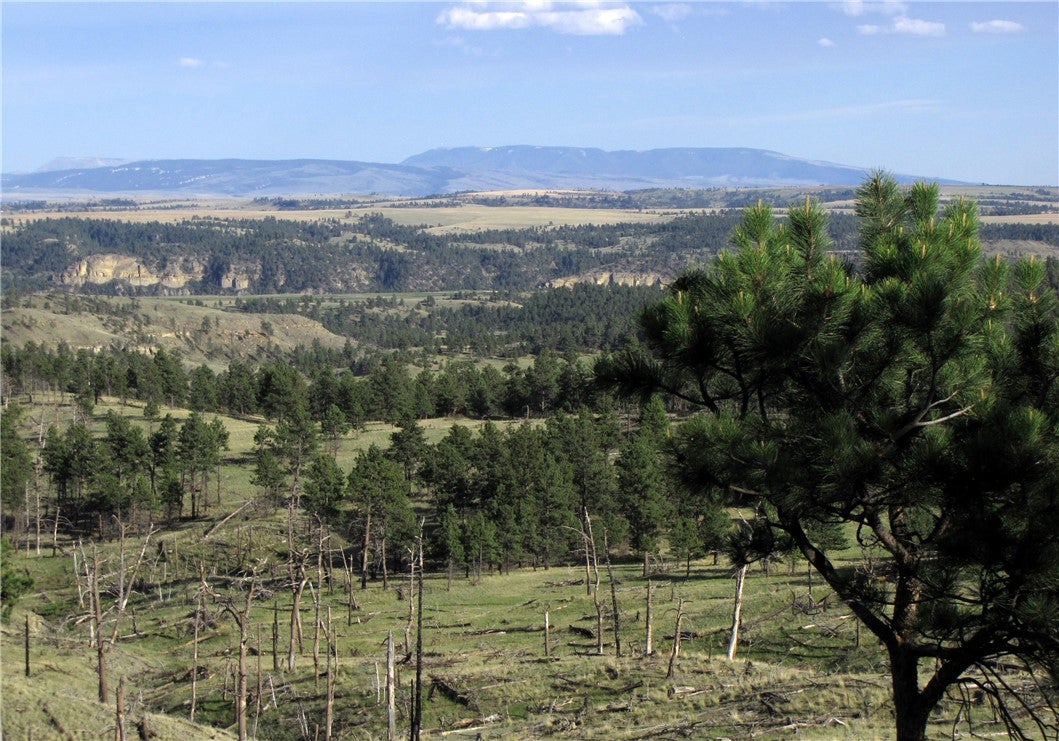 nhn Wild Turkey Ridge Road