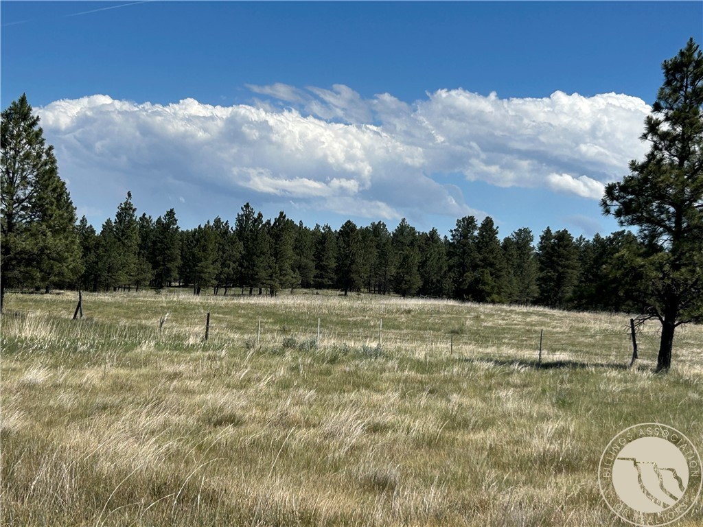 77 Treetop Road