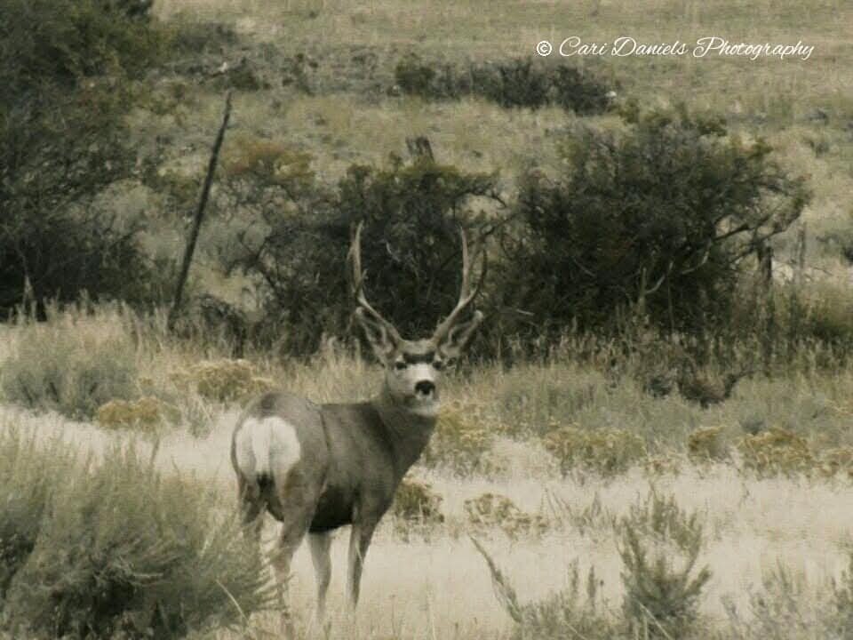 TBD Brumfield RD Brumfield