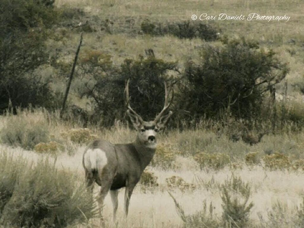 Photo of TBD Brumfield RD Brumfield, Reed Point, MT 59069 (MLS # 356601)