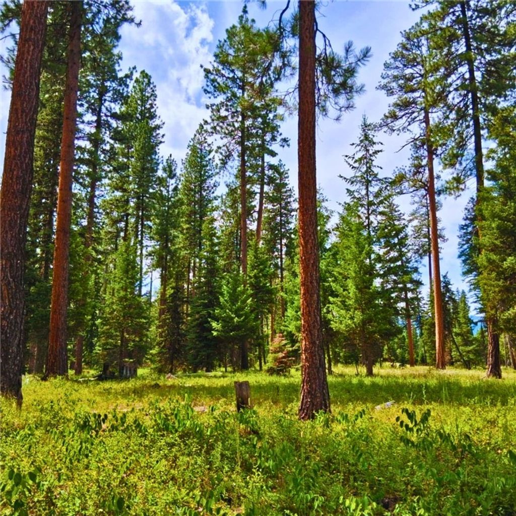 Photo of NHN Hollopeter Road, Other, MT 59826 (MLS # 357732)