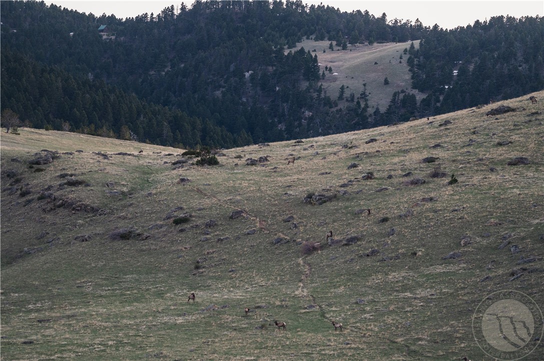 TBD Livingston Peak Road