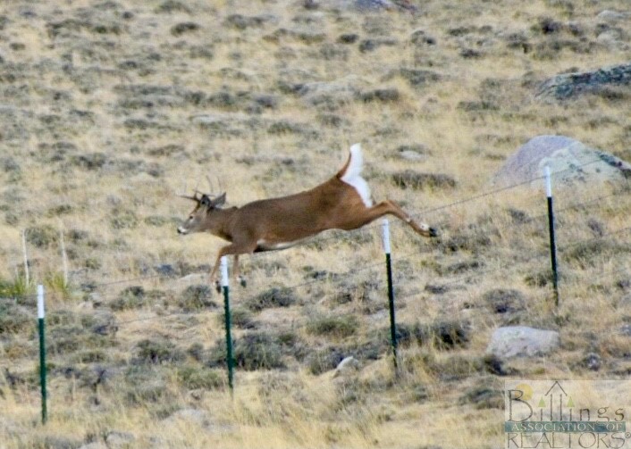 Belfry, Montana 59008, United States, ,Land,Pending,64887