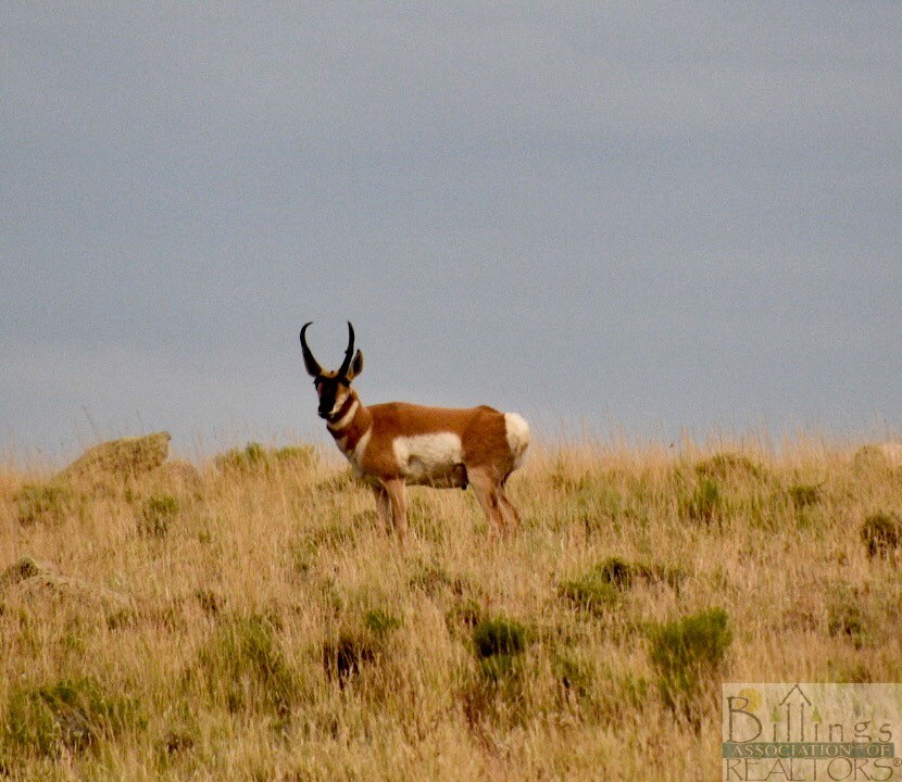 Belfry, Montana 59008, United States, ,Land,Pending,64887