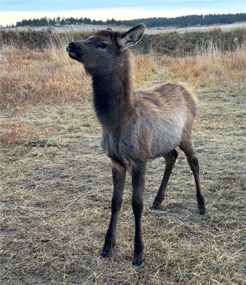 Photo of 148 Harvey Road Rd, Melstone, MT 59054 (MLS # 357815)