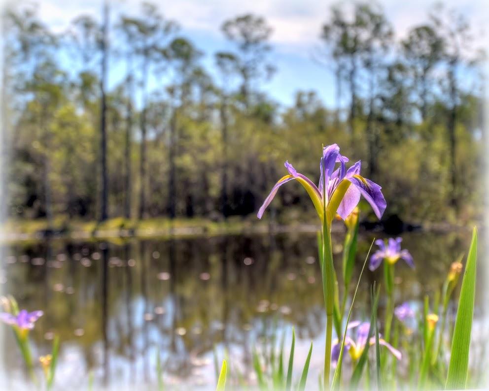 WATERCOLOR - Residential
